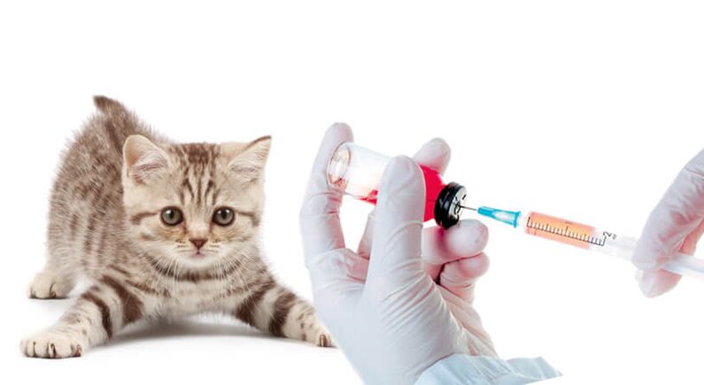 dzīvnieku un cilvēku vakcinācija pret tārpiem