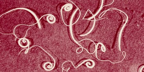 cilvēka parazītu foto