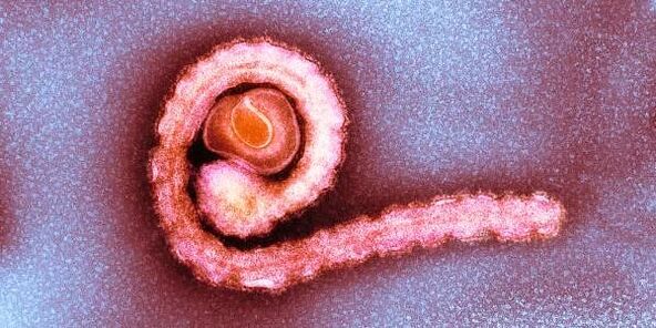 punduris lentenis cilvēka organismā